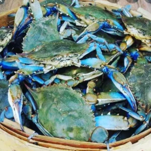 Live Blue Crab​