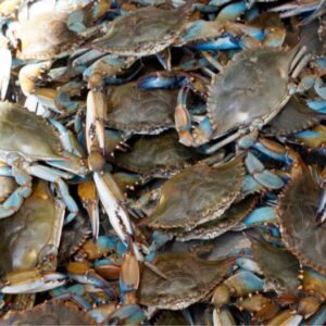 Jumbo Live Louisiana Blue Crabs by the Pound
