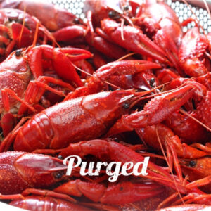 PURGED FRESH BOILED CRAWFISH BY THE POUND